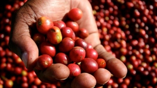 Giá cà phê hôm nay 8/6: Tăng trung bình 100 đồng/kg