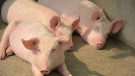 Giá thịt lợn hôm nay 8/6: Giảm rải rác ở một vài nơi