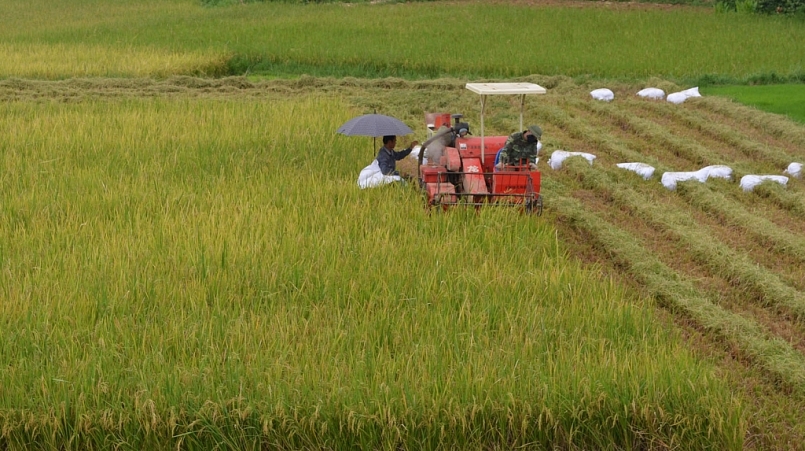 Bắc Ninh: Hỗ trợ người dân thu hoạch lúa Xuân trong tình hình dịch Covid-19