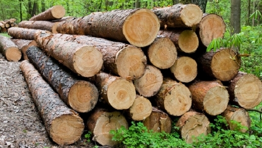 Sơn La: Sản lượng gỗ khai thác trong tháng 5 đạt 2.935 m3