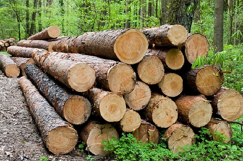 Sơn La: Sản lượng gỗ khai thác trong tháng 5 đạt 2.935 m3