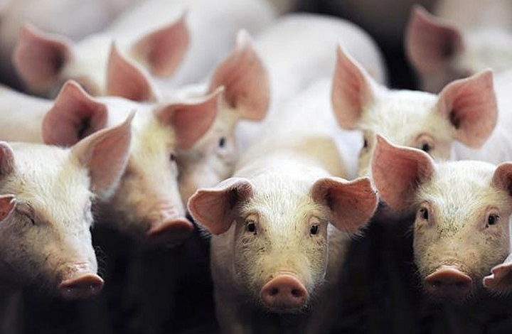 Giá thịt lợn hôm nay 10/6: Điều chỉnh giảm tại một số địa phương