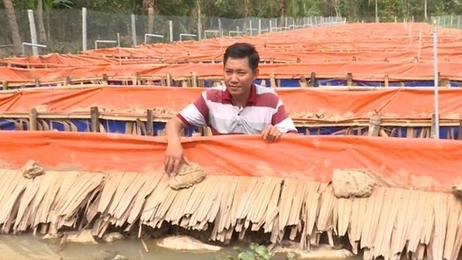 Vĩnh Long: Hỗ trợ phát triển vùng nuôi lươn thâm canh ATTP gắn với liên kết sản xuất và tiêu thụ