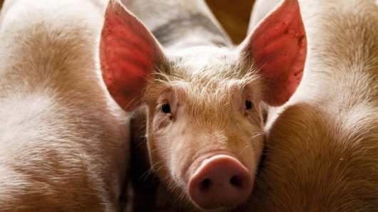 Giá thịt lợn hôm nay 12/6: Tiếp tục đi ngang tại nhiều địa phương