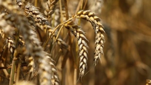 Nhập khẩu lúa mì từ thị trường Australia tăng mạnh