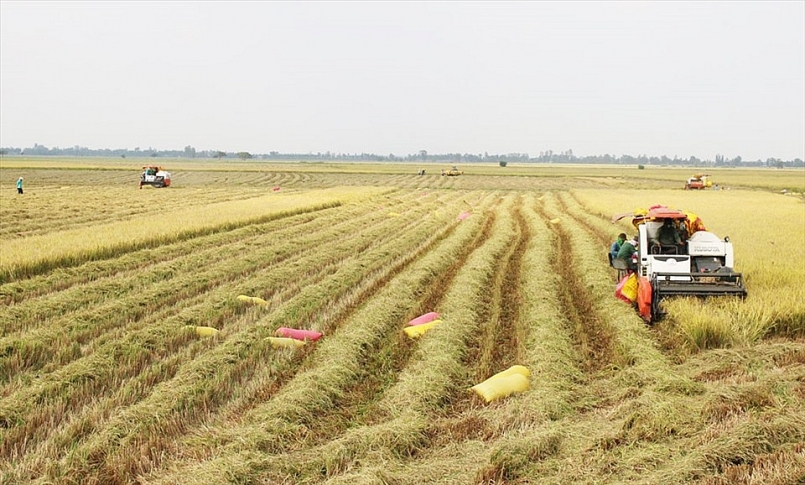 Giá trị sản xuất nông, lâm, thuỷ sản của tỉnh Đồng Tháo ước đạt hơn 20.500 tỷ đồng trong 6 tháng đầu năm