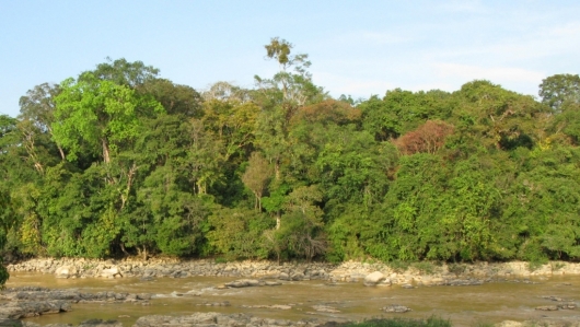 Đồng Nai: Phục hồi hơn 1,7 ngàn ha rừng tự nhiên