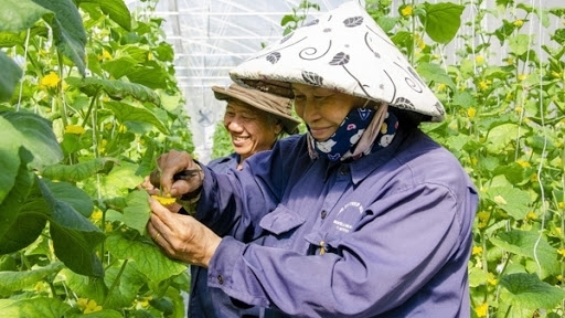 Bà Rịa - Vũng Tàu: Phát triển sản xuất nông nghiệp ứng dụng công nghệ cao