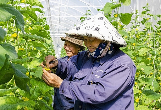 Tính đến ngày 20/5/2021, trên địa bàn tỉnh có 68 cơ sở sản xuất trồng trọt ứng dụng công nghệ cao 
