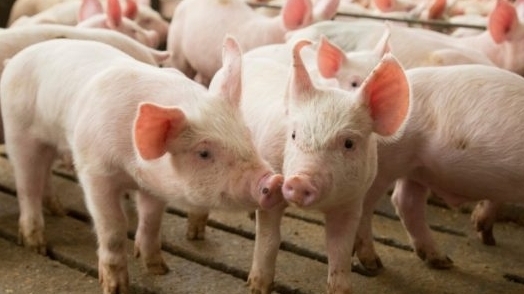 Giá thịt lợn hôm nay 16/6: Điều chỉnh nhẹ ở một số địa phương