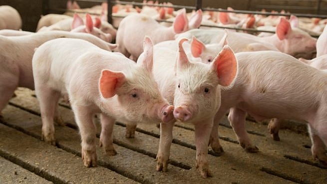 Giá thịt lợn hôm nay 16/6: Điều chỉnh nhẹ ở một số địa phương