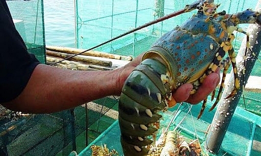Phú Yên: Tăng cường phòng, chống một số dịch bệnh nguy hiểm trên thủy sản nuôi