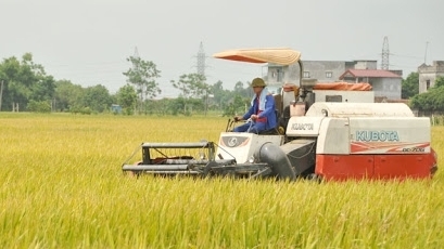 Bắc Ninh: Năng suất lúa vụ Xuân ước đạt 66,2 tạ/ha