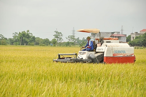 Bắc Ninh: Năng suất lúa vụ Xuân ước đạt 66,2 tạ/ha