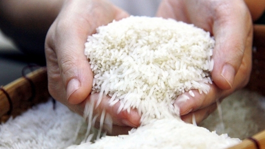 Bất chấp dịch Covid-19, xuất khẩu gạo ST24 tăng phi mã hơn 500%