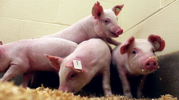 Giá thịt lợn hôm nay 21/6: Tăng nhẹ ở một số địa phương