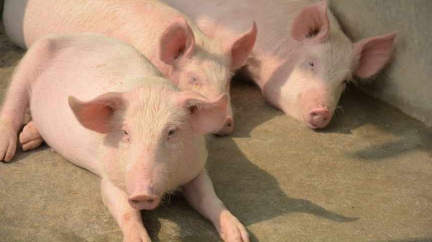 Giá thịt lợn hôm nay 22/6: Đi ngang tại nhiều địa phương