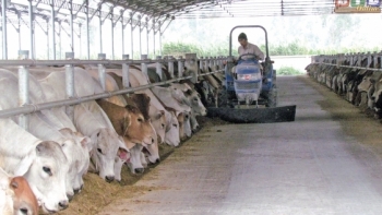 Thái Bình: 5 tháng đầu năm, sản lượng thịt trâu, bò hơi xuất chuồng ước đạt 4.215 tấn