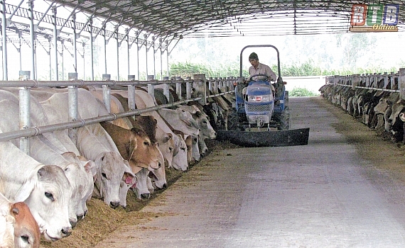 5 tháng đầu năm, sản lượng thịt trâu, bò hơi xuất chuồng của tỉnh Thái Bình ước đạt 4.215 tấn