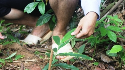 Kon Tum: Chấp thuận chủ trương đầu tư dự án trồng dược liệu dưới tán rừng