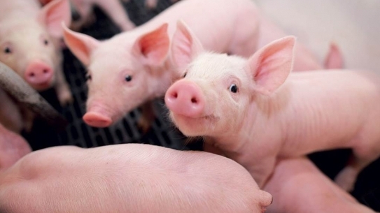 Giá thịt lợn hôm nay 24/6: Giảm tại nhiều địa phương