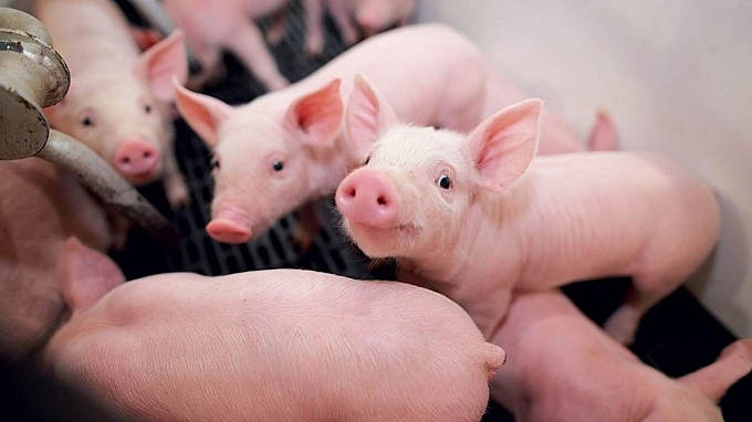 Giá thịt lợn hôm nay 24/6: Giảm tại nhiều địa phương