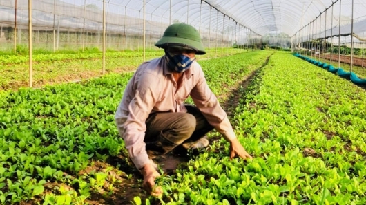 Hà Nội: Dự kiến sản xuất nông, lâm, thủy sản tăng hơn 3%