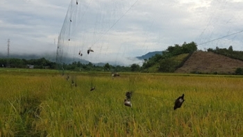Phú Yên: Phối hợp ngăn chặn vấn nạn bẫy chim yến và động vật hoang dã