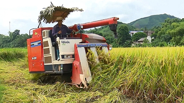 Bắc Kạn: Tập trung thu hoạch lúa vụ Xuân năm 2021