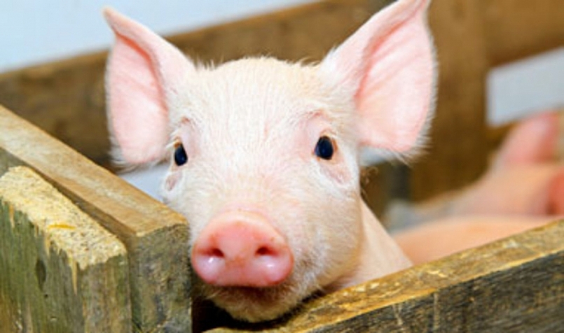 Giá thịt lợn hôm nay 25/6: Giảm nhẹ ở một vài địa phương