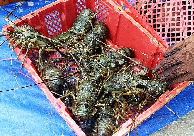 Phú Yên: Nâng cao hiệu quả công tác phòng, chống dịch bệnh thủy sản