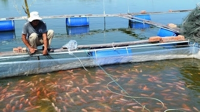 An Giang: Tăng cường công tác quản lý nuôi thủy sản lồng bè