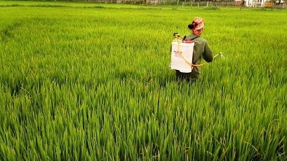 Quảng Bình: Chủ động phòng, chống sâu bệnh hại lúa vụ Hè Thu 2021