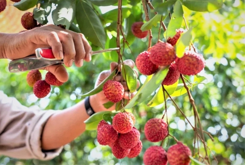 Phối hợp thúc đẩy phân phối, tiêu thụ nông sản thông qua “Gian hàng Việt trực tuyến Quốc gia”