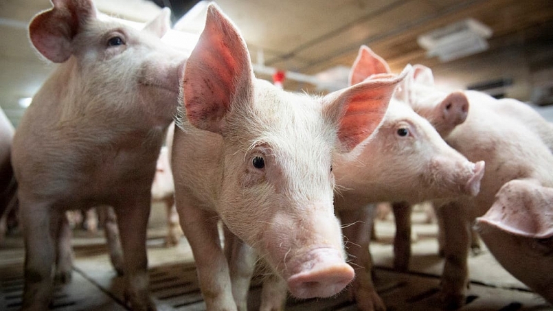 Giá thịt lợn hôm nay 3/7 tiếp tục duy trì đà giảm