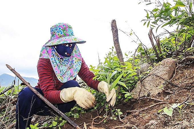 Diện tích rừng trồng mới tập trung 6 tháng đầu năm của tỉnh Ninh Bình ước đạt 0,11 nghìn ha