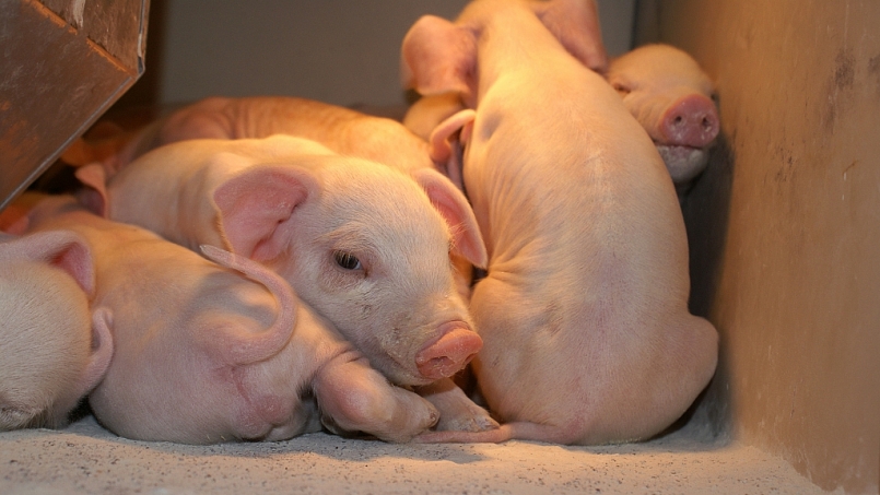 Giá thịt lợn hôm nay 6/7: Đồng loạt giảm trên toàn quốc