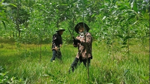 Quảng Bình: 6 tháng đầu năm, toàn tỉnh đã trồng mới 3.500 ha rừng tập trung