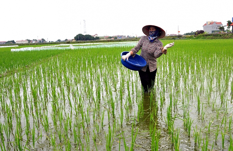 Ninh Bình: Tập trung gieo cấy, chăm sóc và phòng chống dịch hại vụ Mùa năm 2021