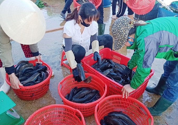 Quảng Bình: Hỗ trợ, tạo điều kiện thuận lợi trong tiêu thụ sản phẩm thủy hải sản trên địa bàn