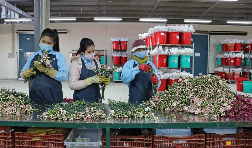 Lâm Đồng: Phê duyệt Đề án nhập khẩu giống hoa có bản quyền