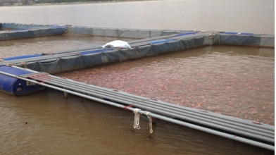 Thái Bình: Tổng sản lượng thủy sản tháng 6 ước đạt 20,8 nghìn tấn