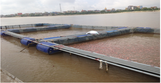 Thái Bình: Tổng sản lượng thủy sản tháng 6 ước đạt 20,8 nghìn tấn