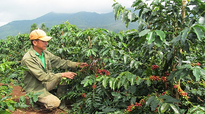 Quảng Trị: Tập trung nâng cao giá trị, xây dựng chỉ dẫn địa lý cho cà phê Khe Sanh