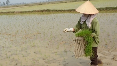 Bắc Ninh: Toàn tỉnh đã gieo cấy được hơn 80% diện tích lúa Mùa