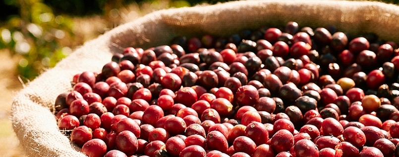 Giá cà phê hôm nay 21/7: Tăng trung bình 400 - 500 đồng/kg