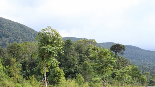Kiên Giang: Tăng cường các biện pháp cấp bách trong công tác bảo vệ rừng