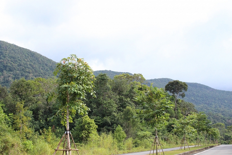 Kiên Giang: Tăng cường các biện pháp cấp bách trong công tác bảo vệ rừng