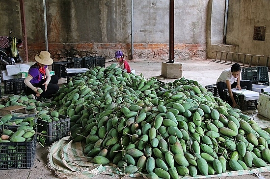 Sơn La: Huyện Mường La đã tiêu thụ 6.900 tấn Xoài và 79,9 tấn Nhãn