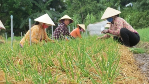 Đồng Tháp: Quản lý phương tiện và lực lượng thu hoạch nông sản